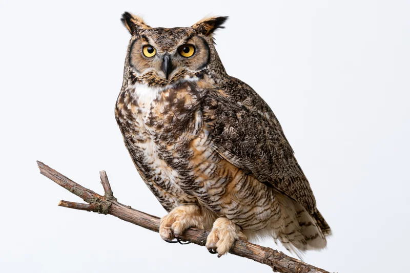 Great horned owl perched upright on a bare wooden branch against white background