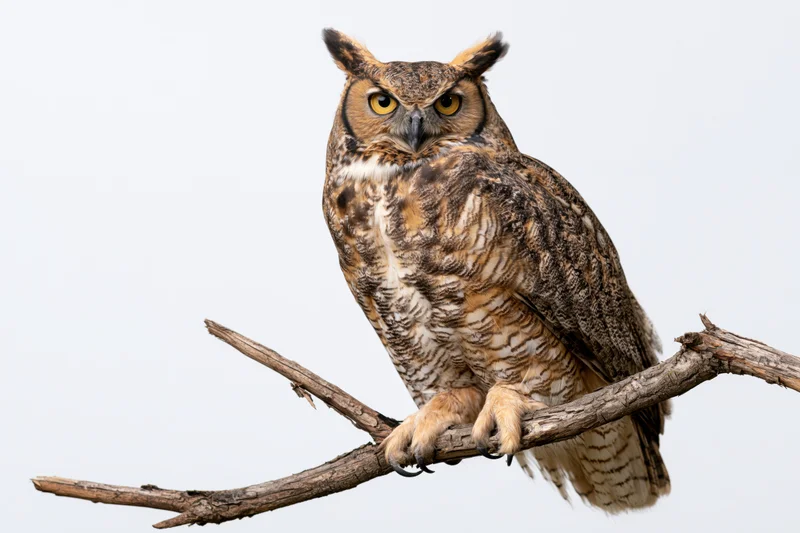 Great horned owl perched upright on a bare wooden branch against a plain background