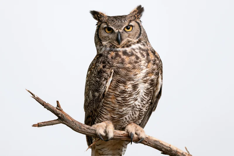 Great horned owl perched upright on a bare wooden branch against a plain background