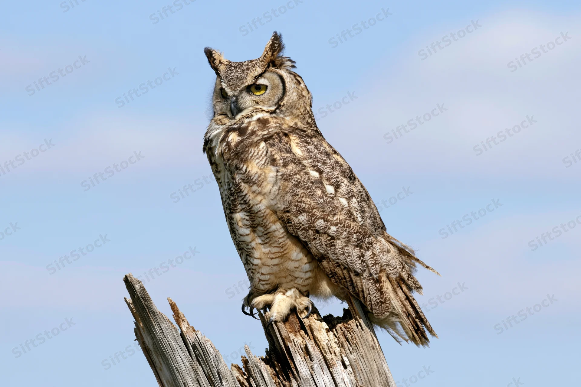 Great horned owl perched upright on a weathered broken tree stump against a clear blue sky