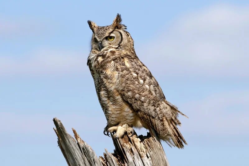 Great horned owl perched upright on a weathered broken tree stump against a clear blue sky