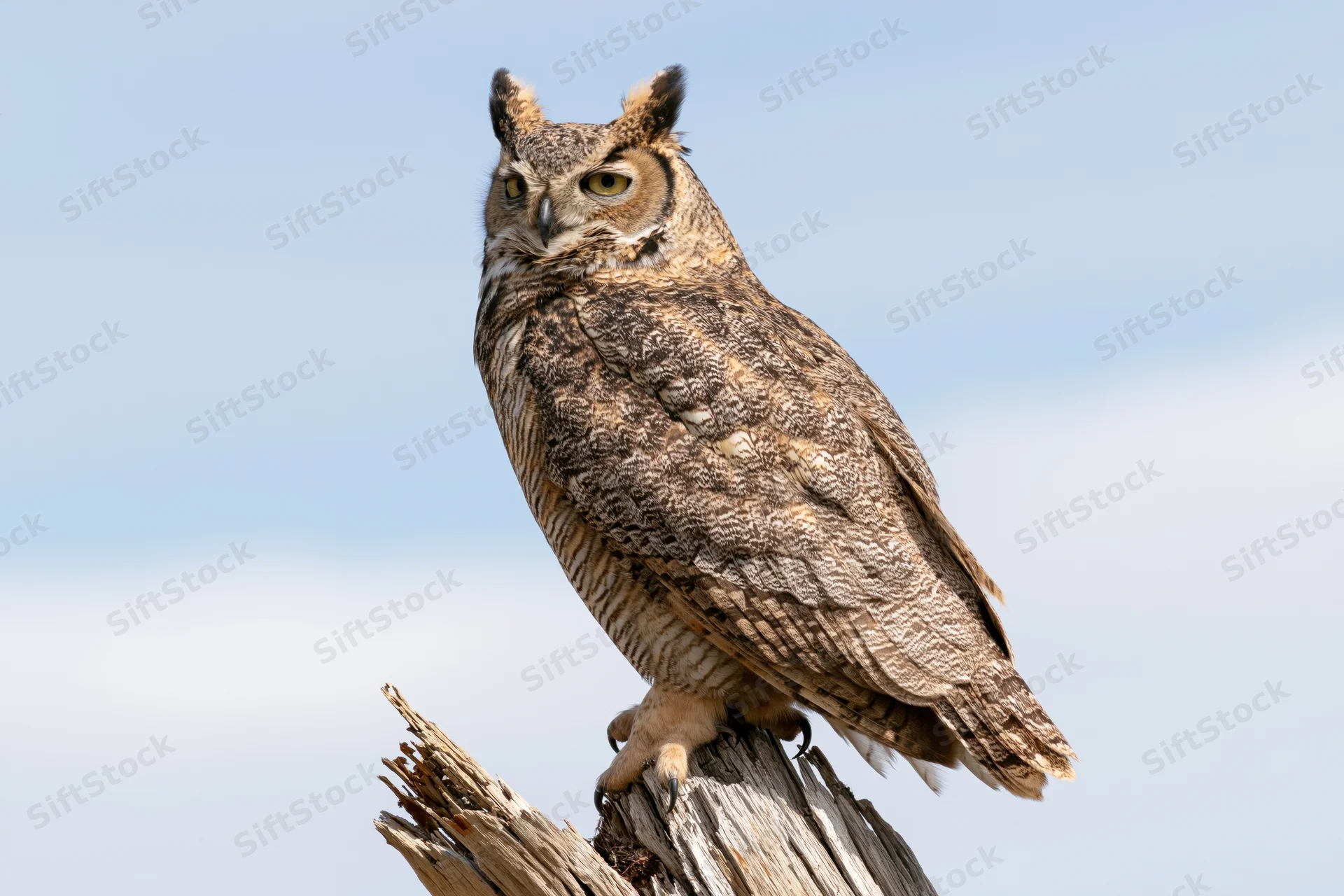 Great horned owl perched upright on a weathered broken tree branch against a clear blue sky