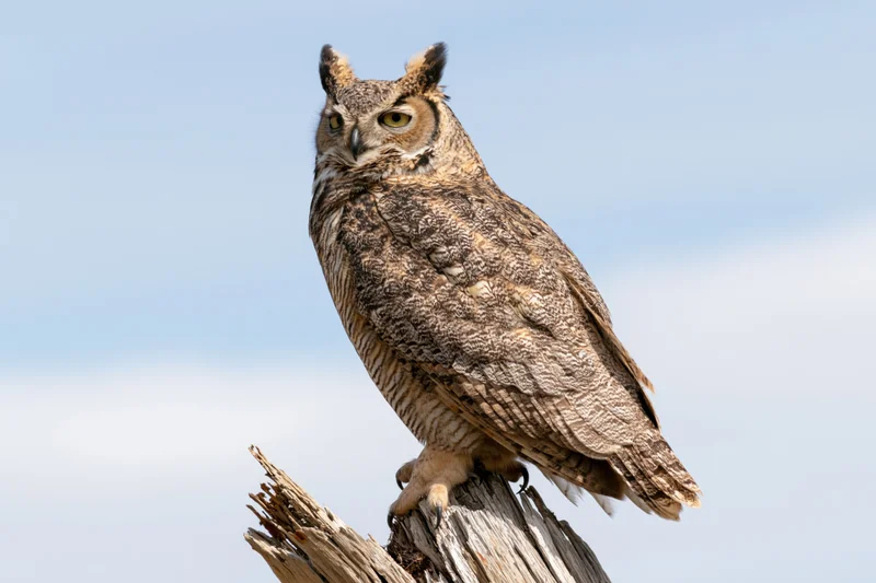 Great horned owl perched upright on a weathered broken tree branch against a clear blue sky