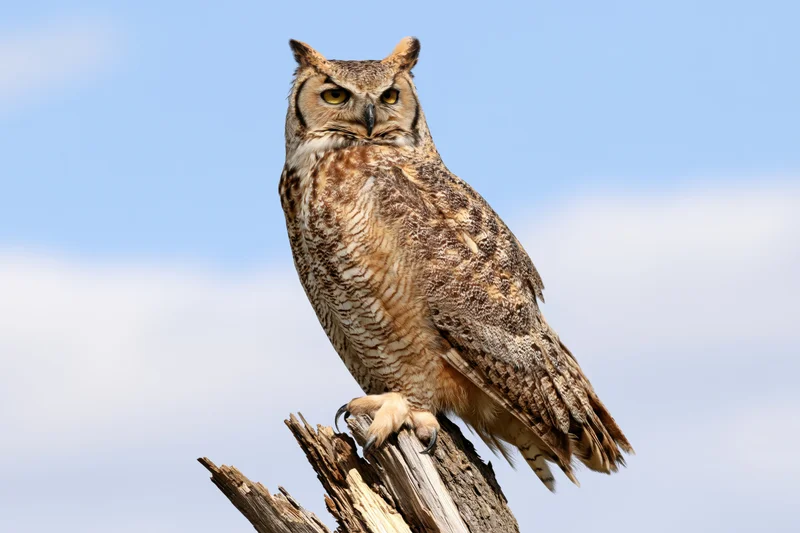 Great horned owl perched upright on a weathered broken tree branch against a clear blue sky
