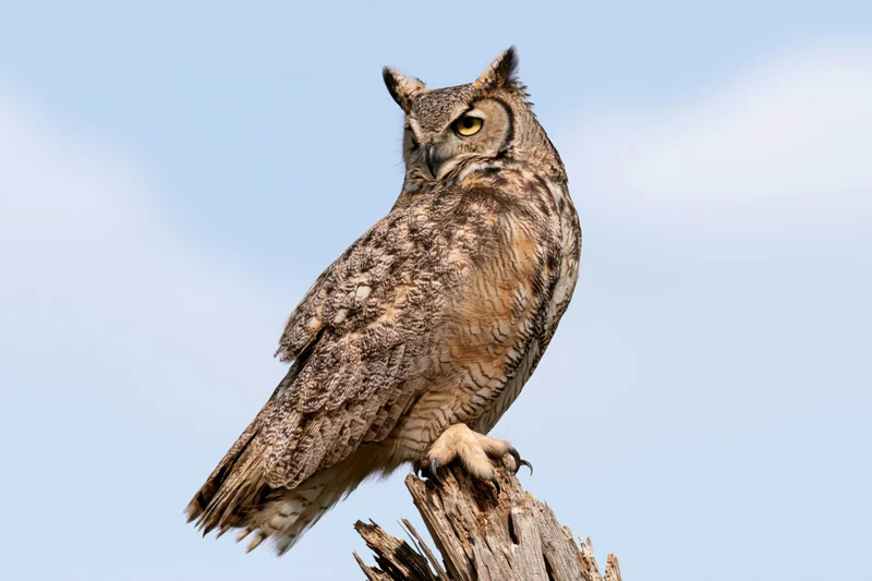 Great horned owl perched upright on a weathered broken tree stump against a clear blue sky