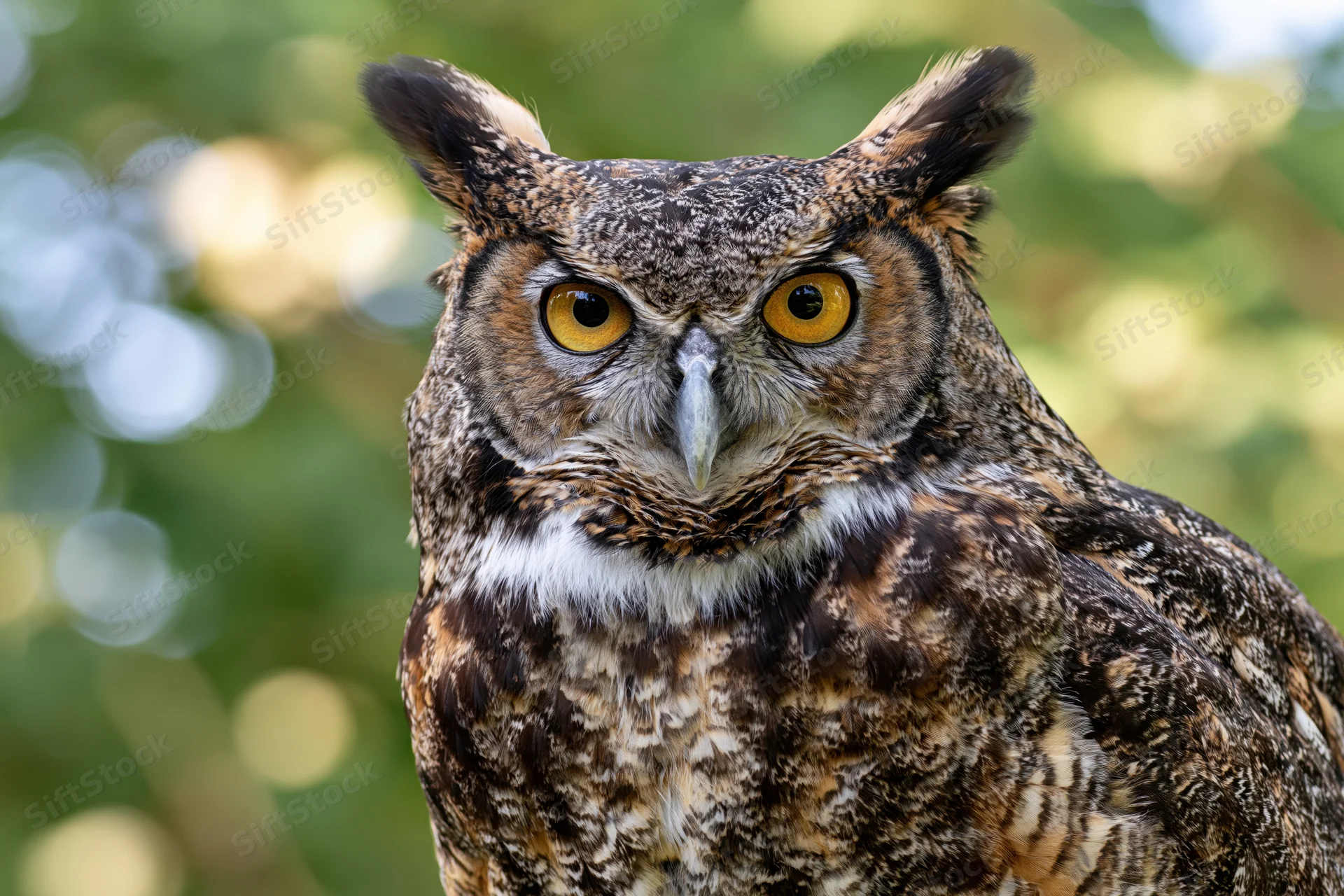 Great horned owl staring directly at camera in forest setting