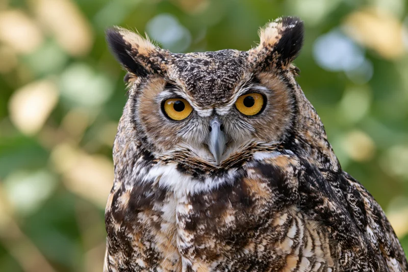 Great horned owl staring directly at camera with sharp yellow eyes in forest setting