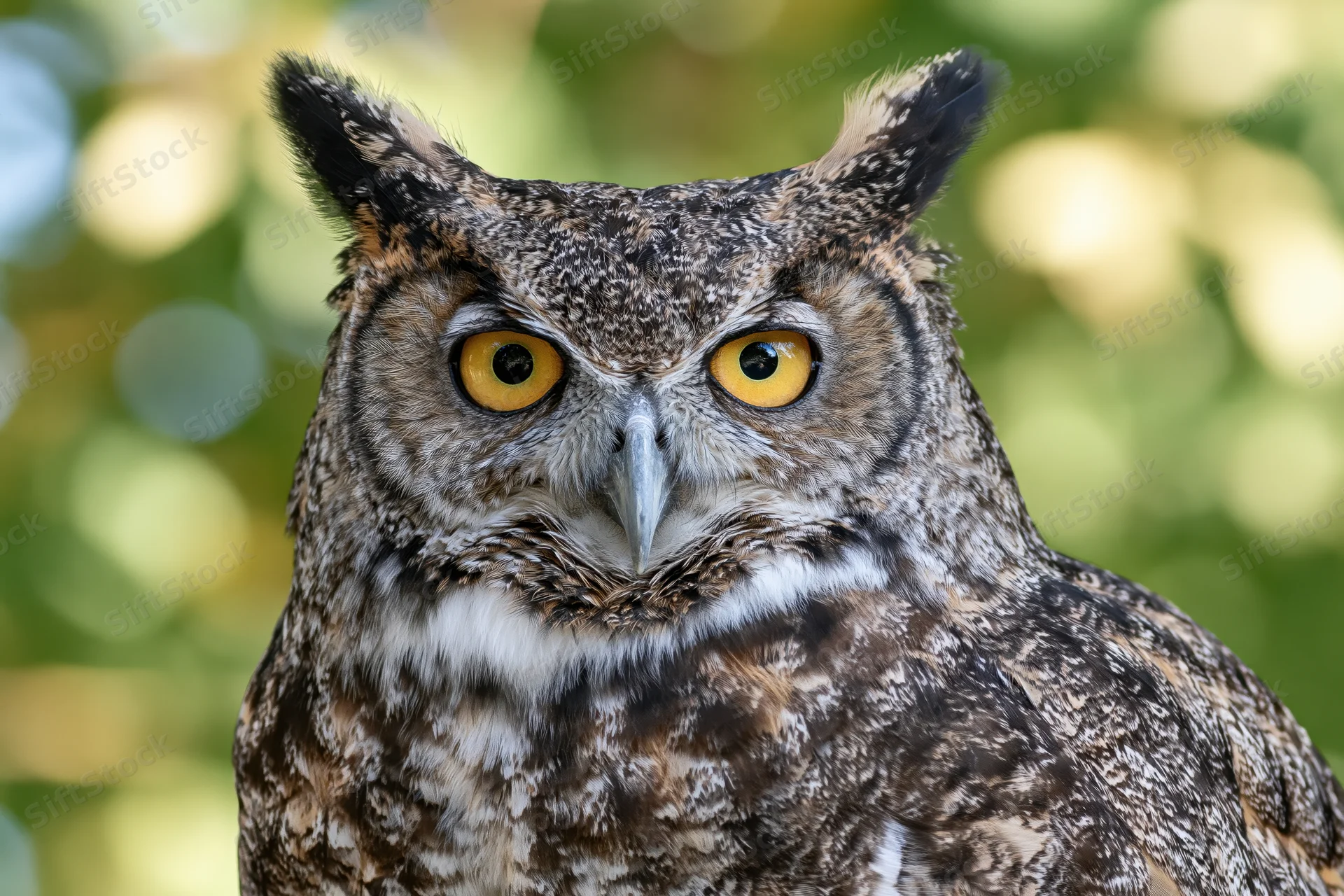 Great horned owl staring directly at camera with intense yellow eyes in forest setting