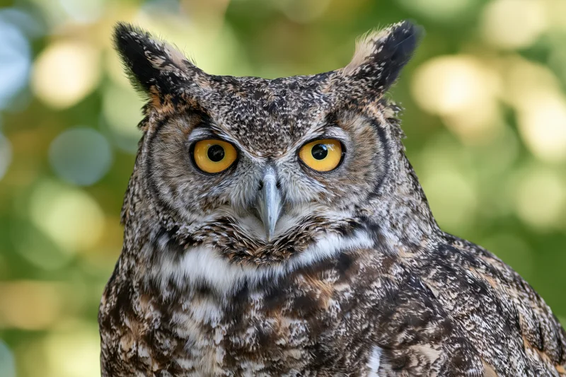 Great horned owl staring directly at camera with intense yellow eyes in forest setting