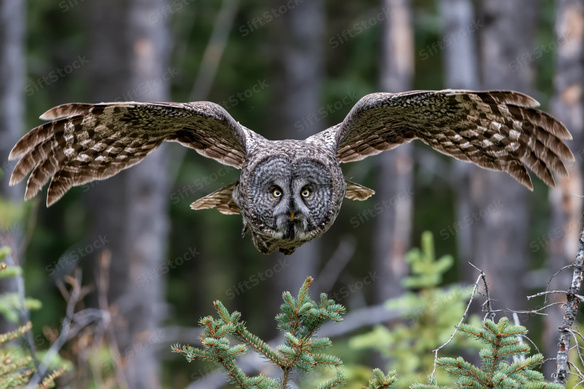 Great grey owl in mid-flight with wings fully spread approaching over coniferous forest