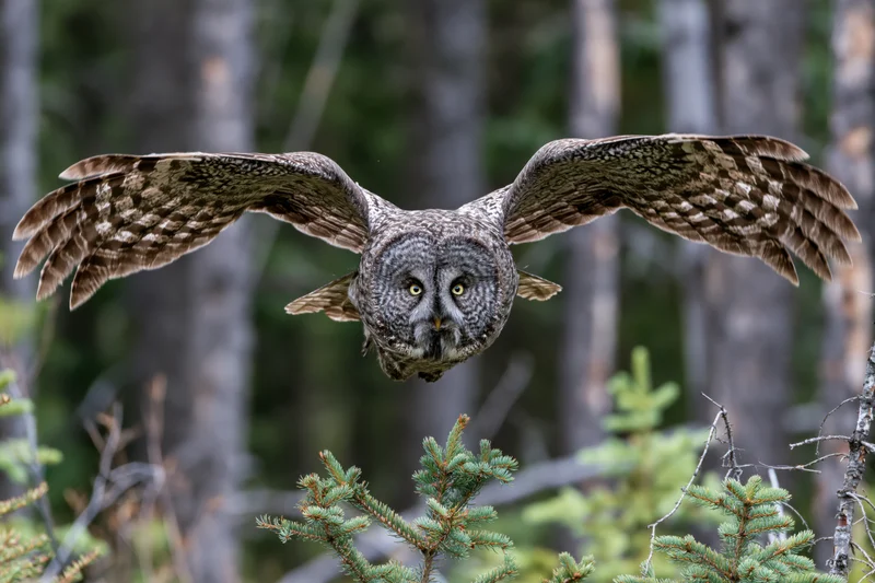 Great grey owl in mid-flight with wings fully spread approaching over coniferous forest