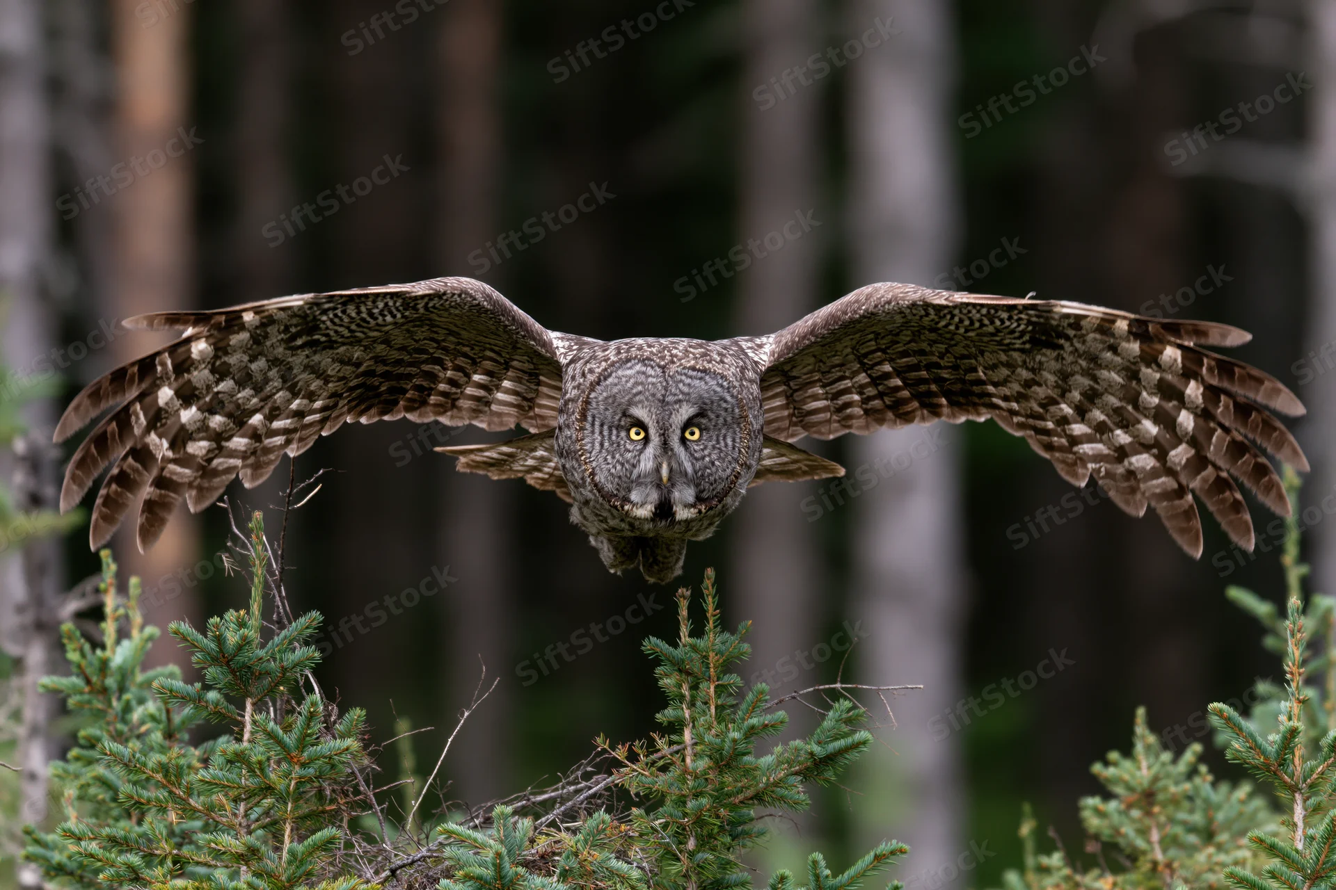 Great grey owl in mid-flight with wings fully spread approaching a conifer tree in a forest