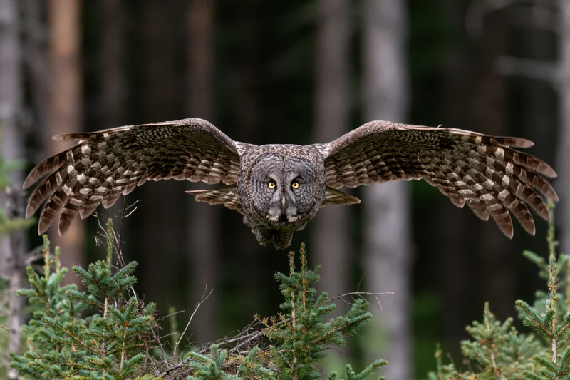 Great grey owl in mid-flight with wings fully spread approaching a conifer tree in a forest