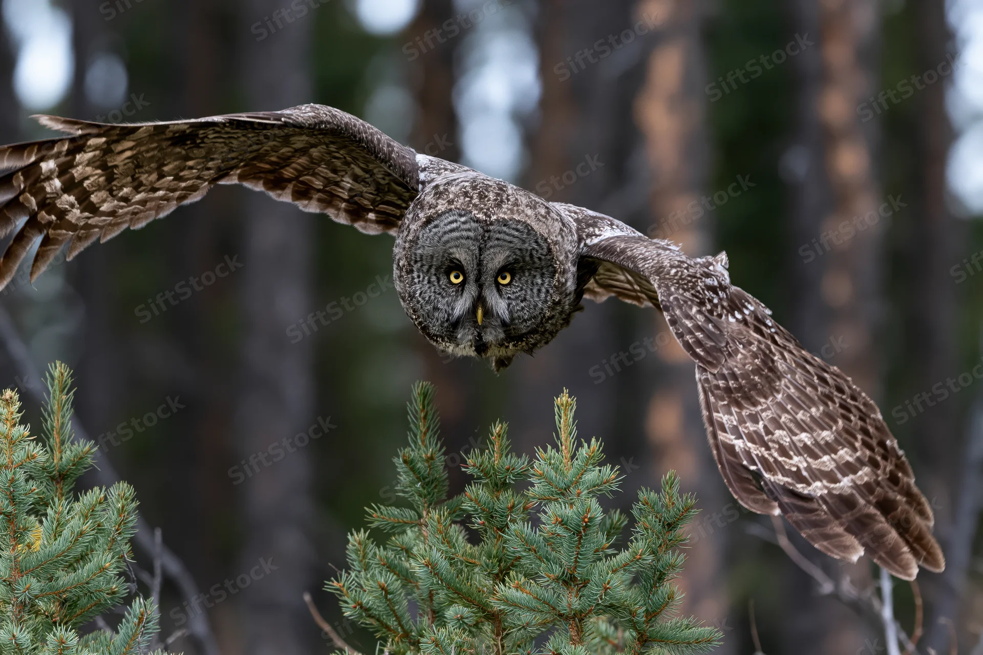 Great grey owl in mid-flight with wings fully spread approaching conifer trees in forest