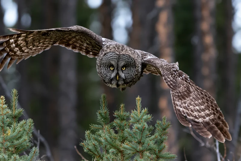 Great grey owl in mid-flight with wings fully spread approaching conifer trees in forest