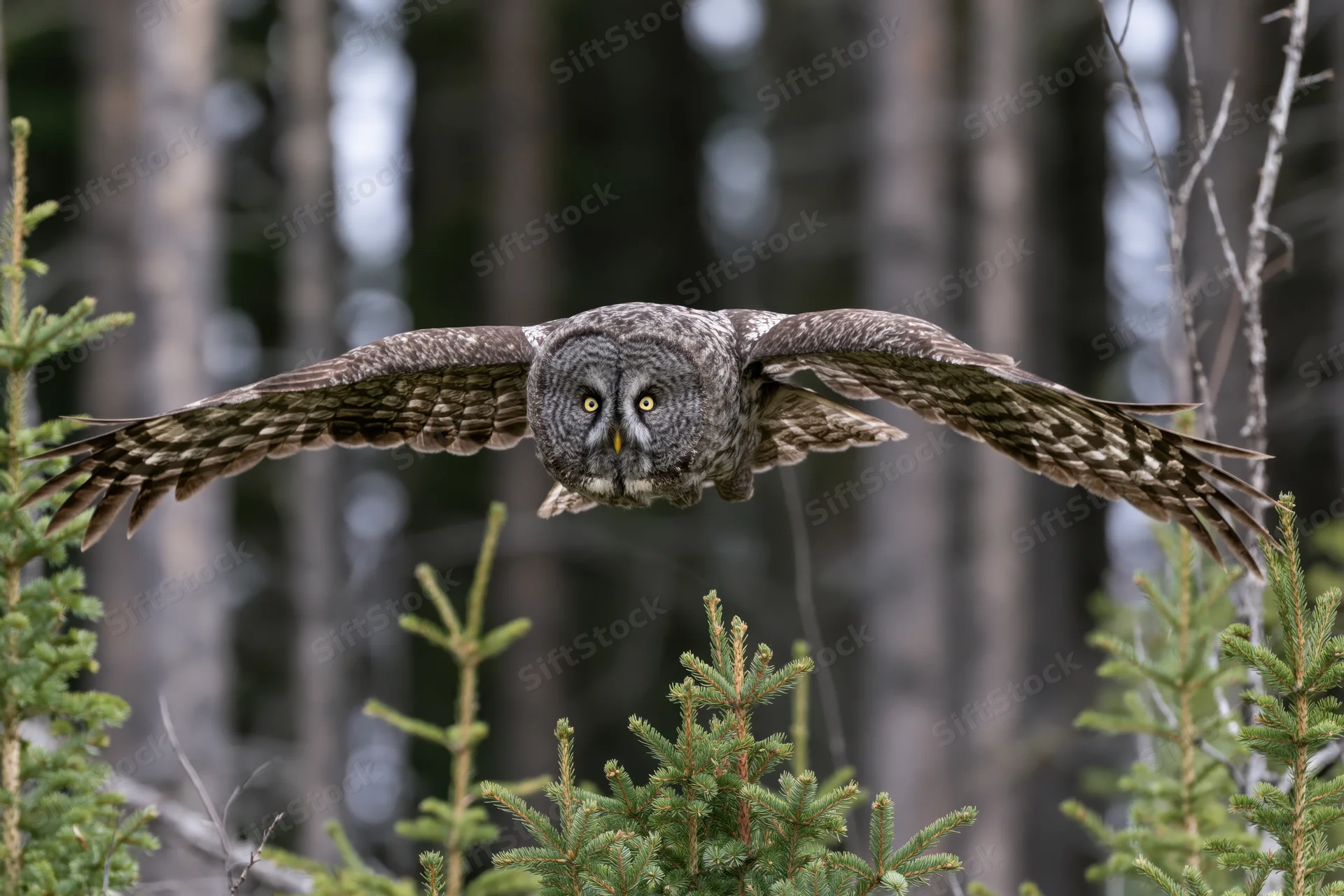 Great grey owl in mid-flight with wings fully spread approaching over coniferous forest