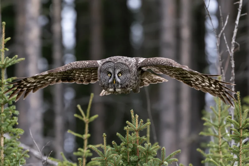 Great grey owl in mid-flight with wings fully spread approaching over coniferous forest