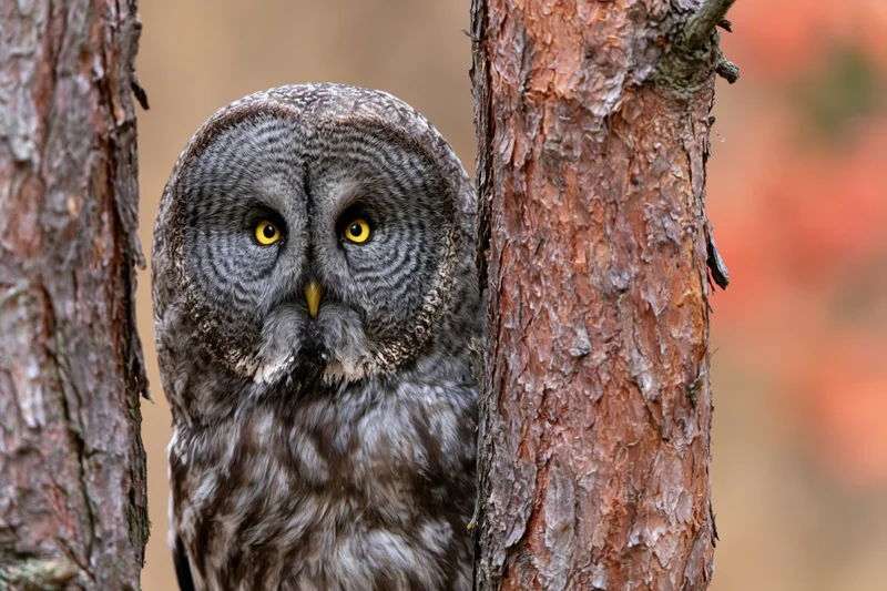 Great grey owl peeking between pine tree trunks in forest setting