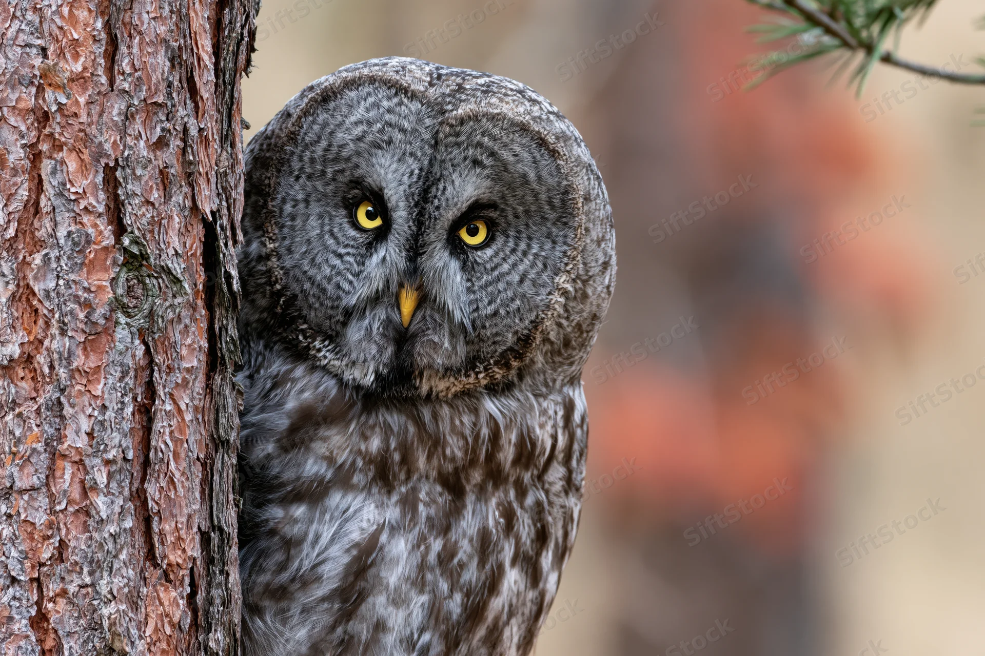 Great grey owl peering from behind pine tree trunk in forest
