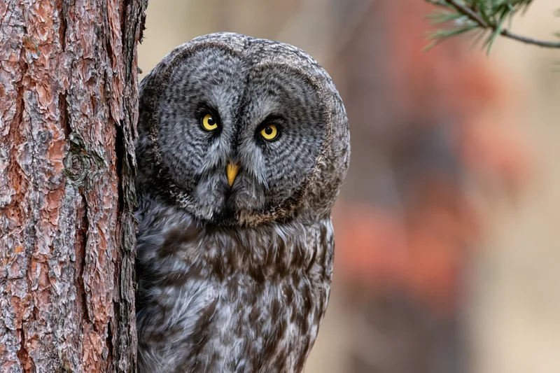 Great grey owl peering from behind pine tree trunk in forest