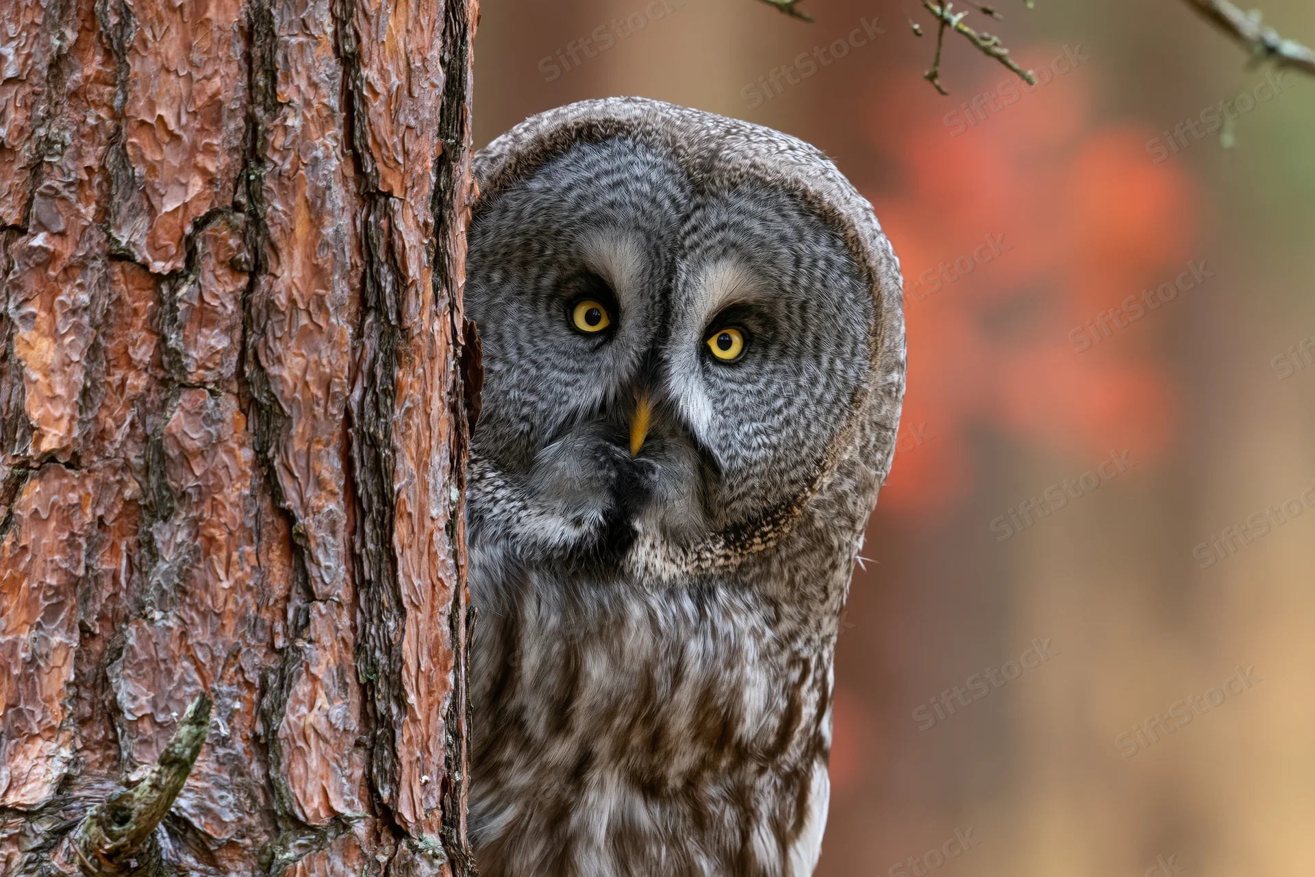 Great grey owl peeking from behind pine tree trunk in forest