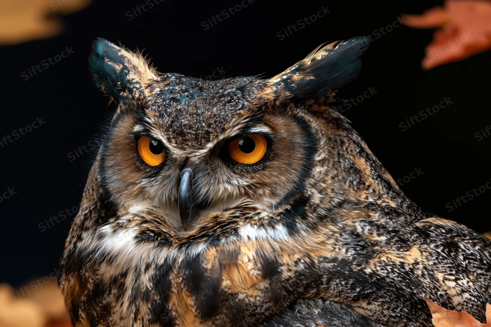 Great horned owl with intense amber eyes facing slightly left in closeup portrait against dark background with autumn leaves