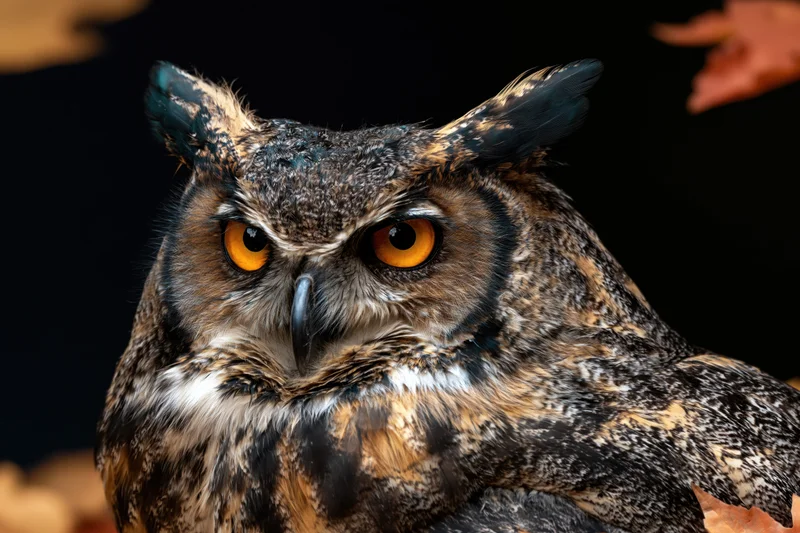 Great horned owl with intense amber eyes facing slightly left in closeup portrait against dark background with autumn leaves