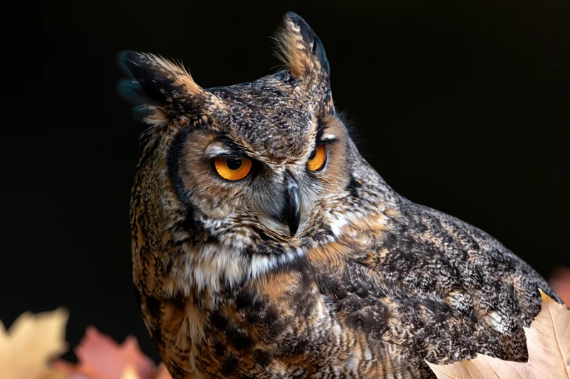 Great horned owl with intense amber eyes perched among autumn leaves against dark background