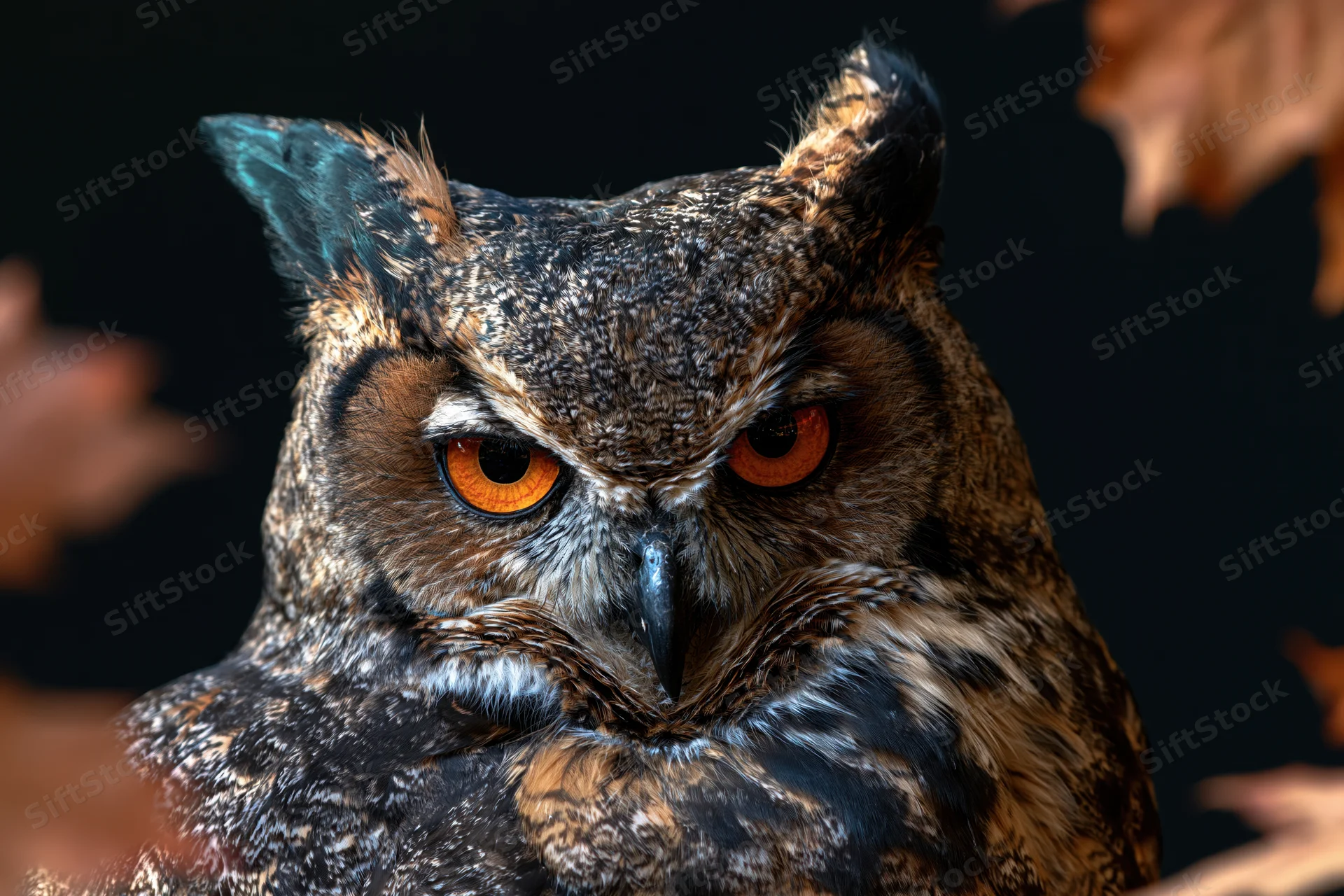 Great horned owl with intense amber eyes in closeup portrait against dark background with autumn leaves