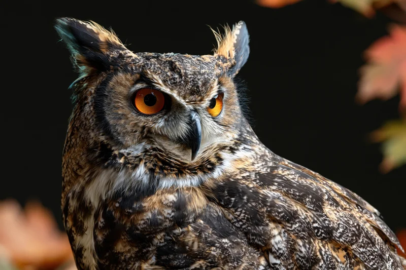 Great horned owl facing slightly left with intense amber-orange eyes in closeup portrait against dark background with autumn leaves