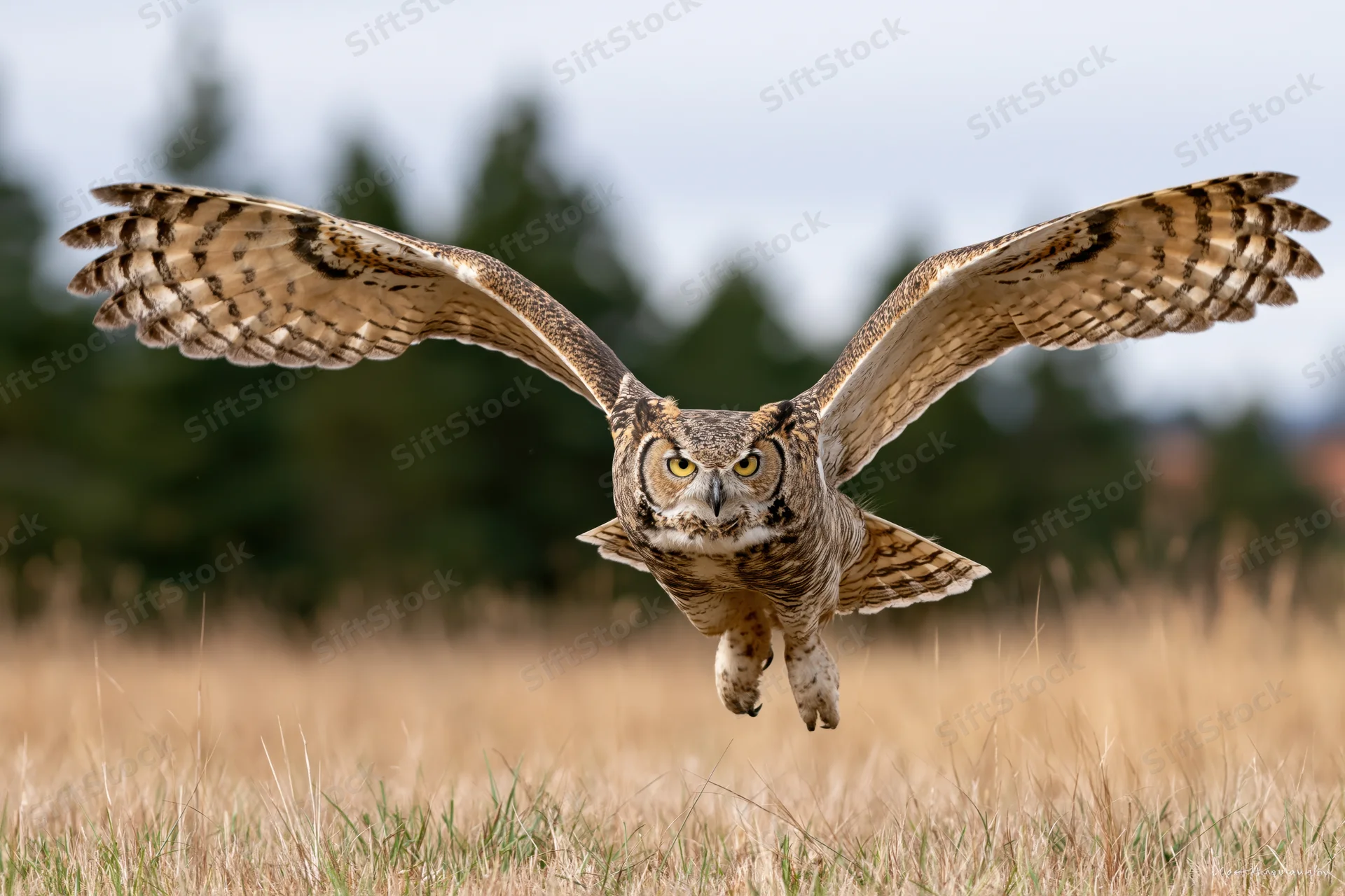 Great horned owl in mid-flight with wings fully spread gliding low over a grassy field