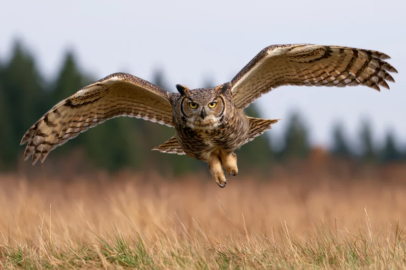 Great horned owl in mid-flight with wings fully spread gliding low over a grassy field