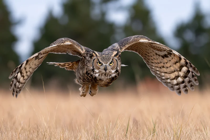 Great horned owl gliding low over a grassy field with wings fully spread