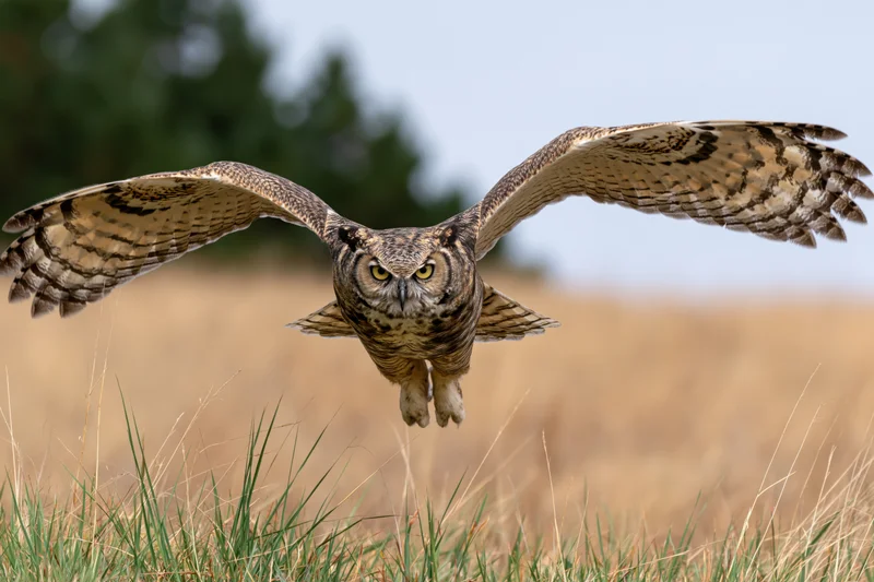 Great horned owl in mid-flight with wings fully spread gliding low over grassy field