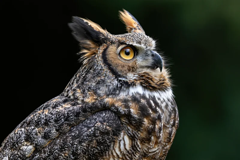 Great horned owl in three quarter profile with head turned slightly, dark background