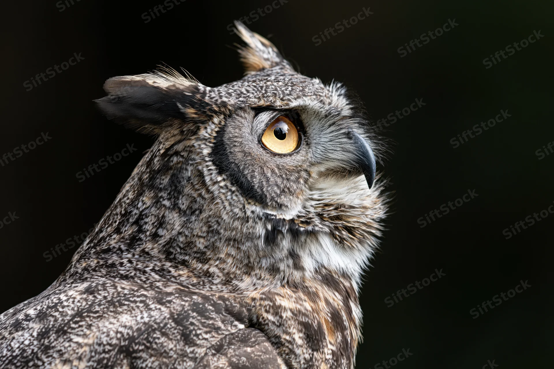 Great horned owl in three-quarter profile with head turned slightly, dark background