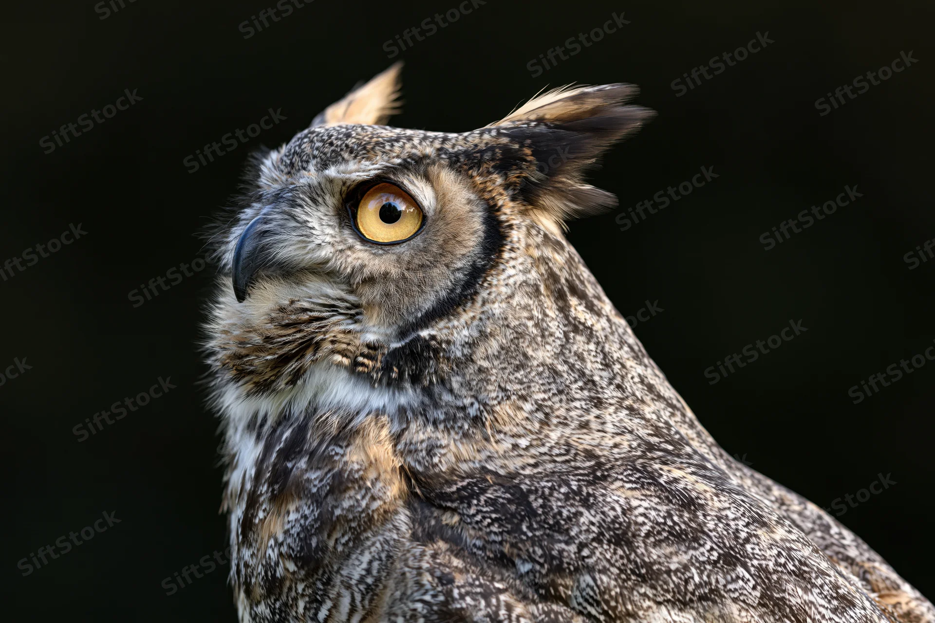 Great horned owl in three quarter profile head slightly turned against dark background