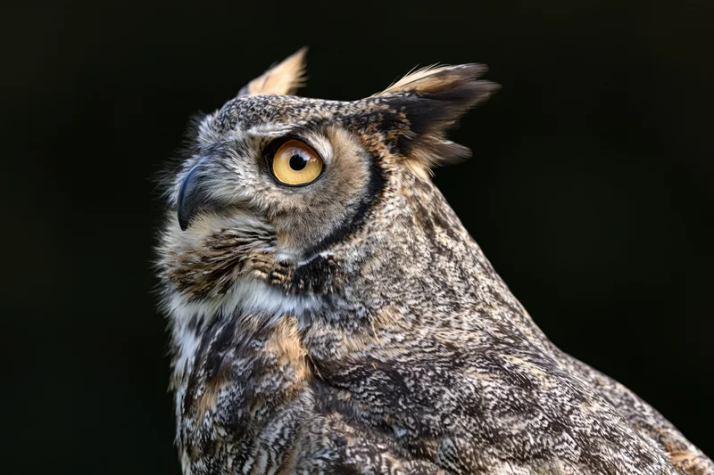 Great horned owl in three quarter profile head slightly turned against dark background