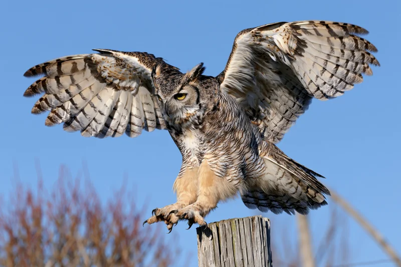 Great horned owl landing with wings spread on a weathered wooden fence post
