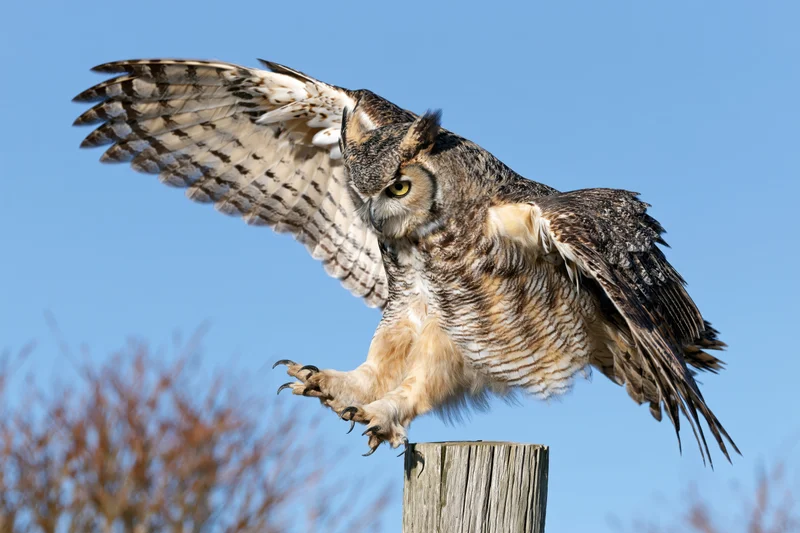 Great horned owl landing on a weathered wooden fence post with wings spread and talons extended against a clear blue sky