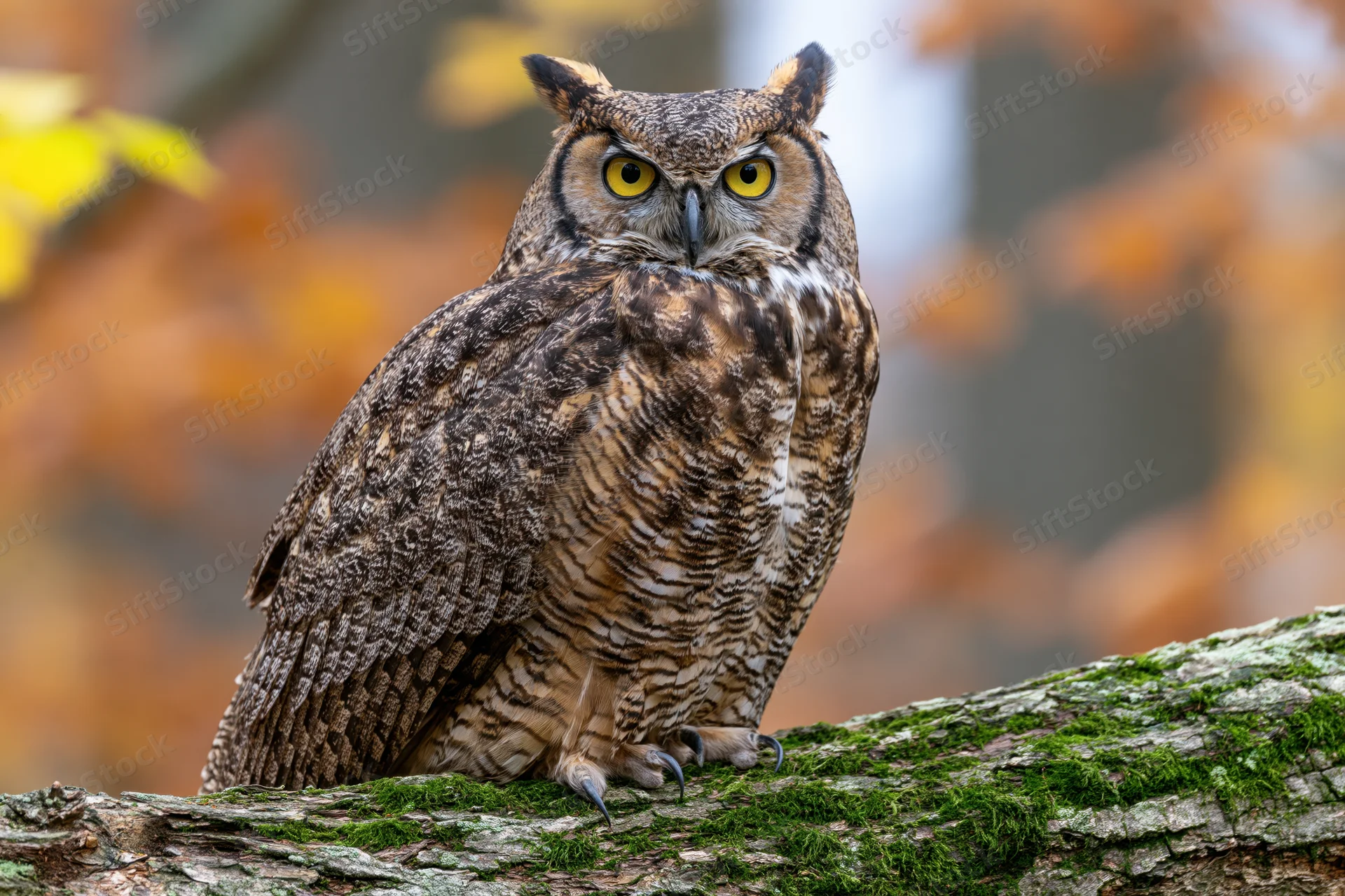 Great horned owl perched on moss-covered log facing camera in autumn forest