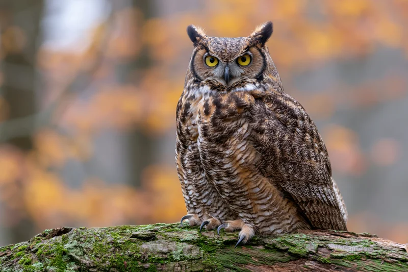 Great horned owl perched on moss-covered log facing camera in autumn forest