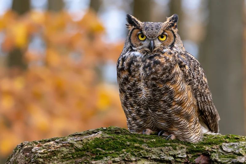 Great horned owl perched on moss-covered log facing camera in autumn forest