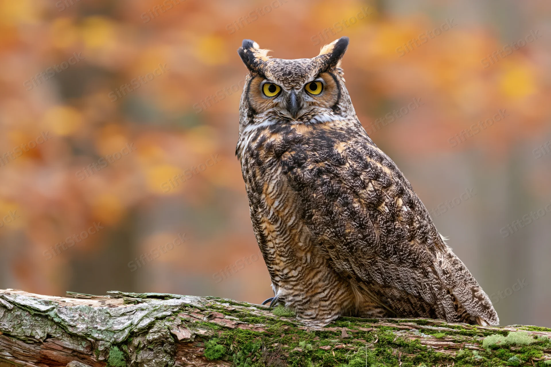 Great horned owl perched on moss-covered log in autumn forest