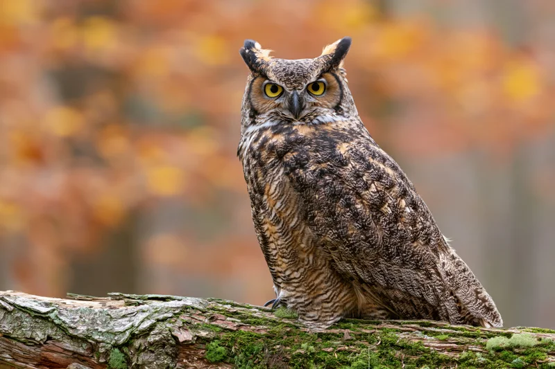 Great horned owl perched on moss-covered log in autumn forest