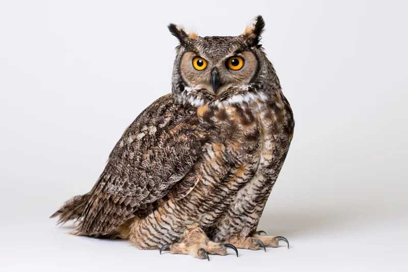 Great horned owl perched upright facing camera on white background