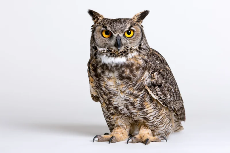 Great horned owl perched upright facing camera directly on white background
