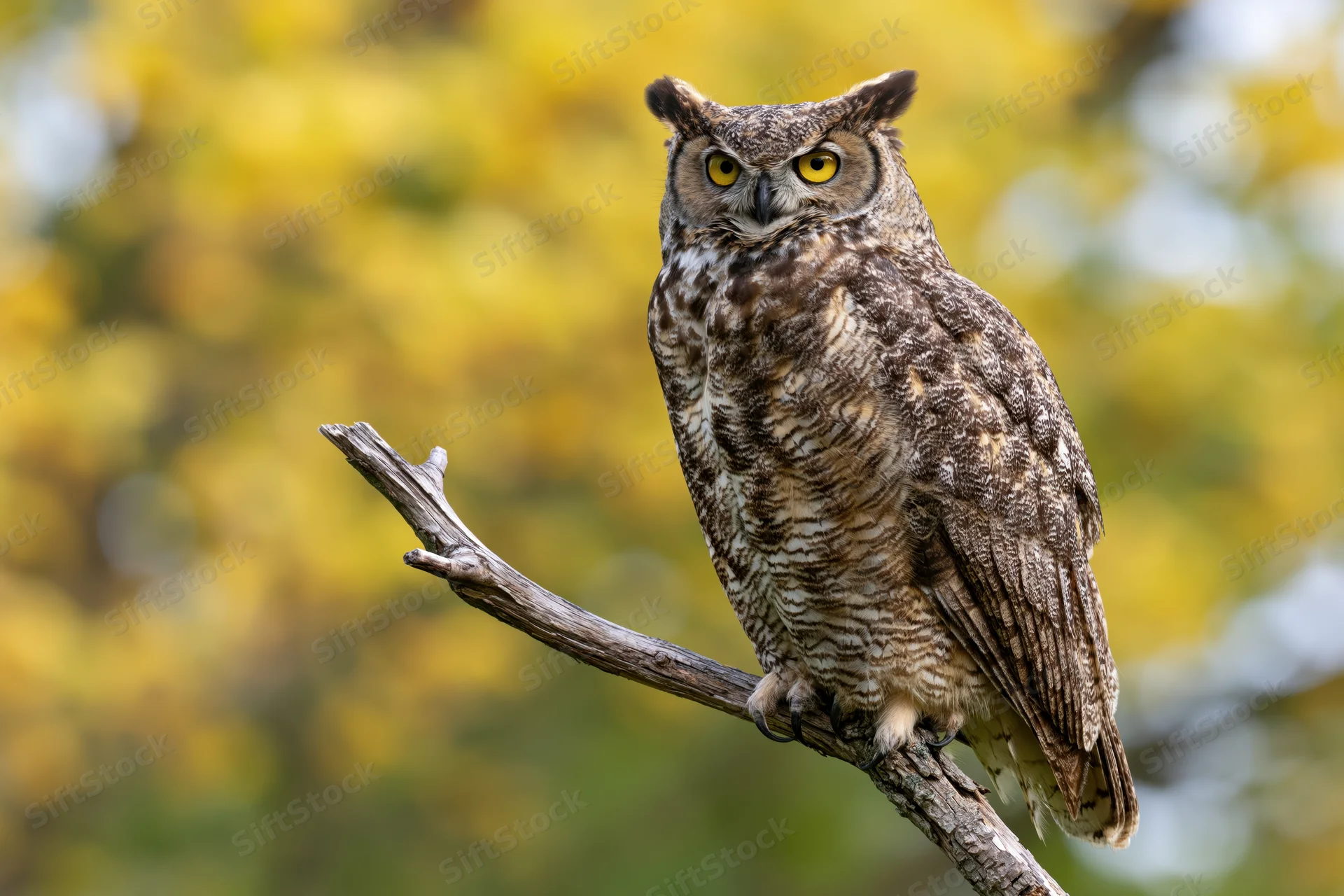 Great horned owl perched upright on a bare weathered branch in a yellow-leafed forest setting