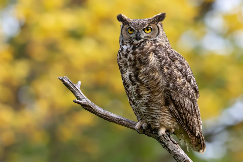Great horned owl perched upright on a bare weathered branch in a yellow-leafed forest setting