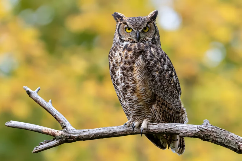 Great horned owl perched upright on a bare weathered branch in autumn forest